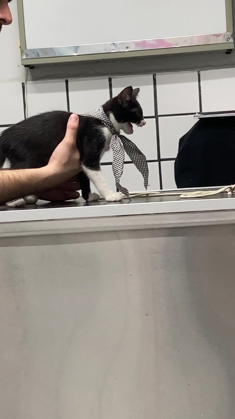 Gatito en la mesa de revisión